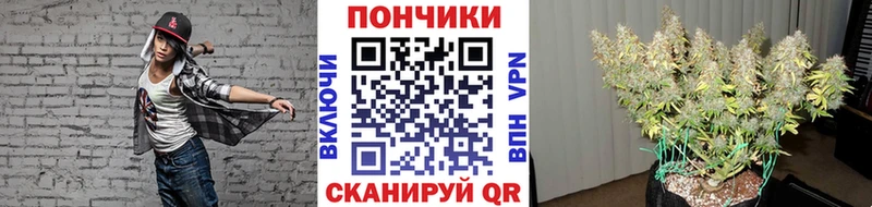 Купить  Асино  Шишки марихуана сатива 